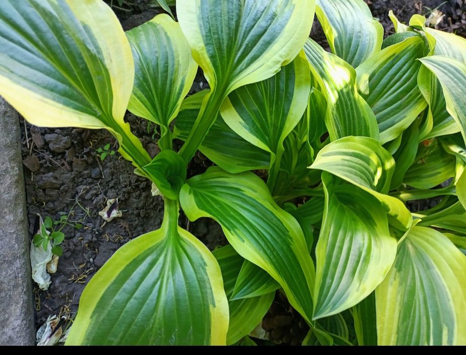 Продам хосты разные