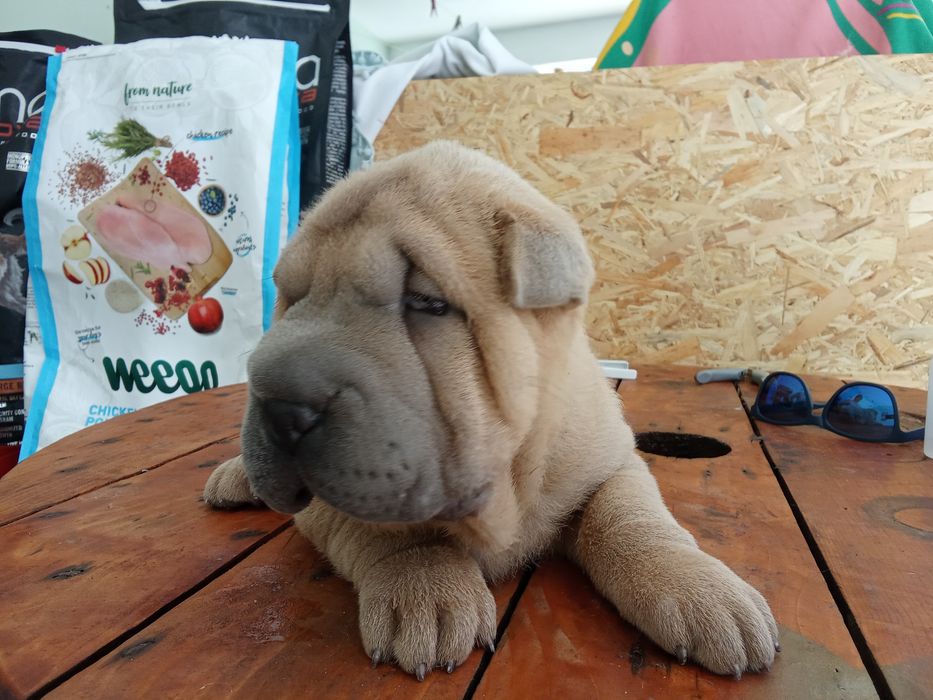 Sharpei puro creme   disponível para entrega