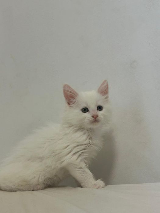 Gatinhos  Maine Coon
