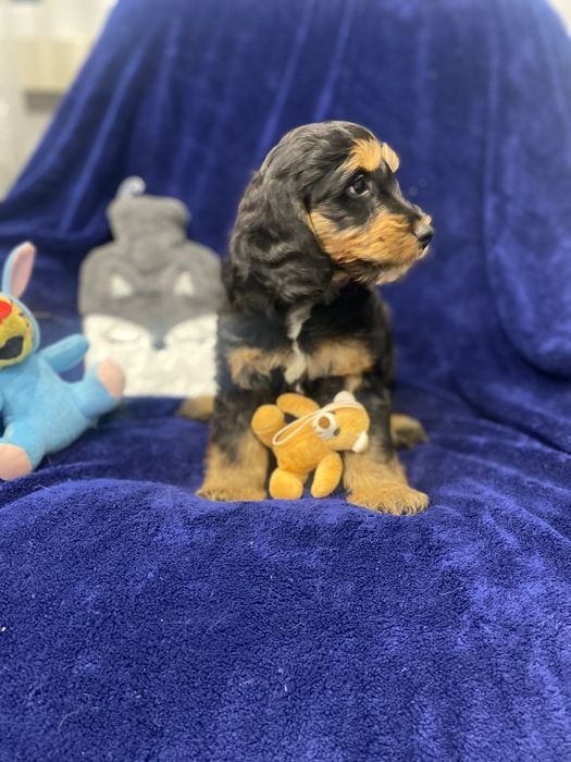 Sprzedam pięknego cockapoo