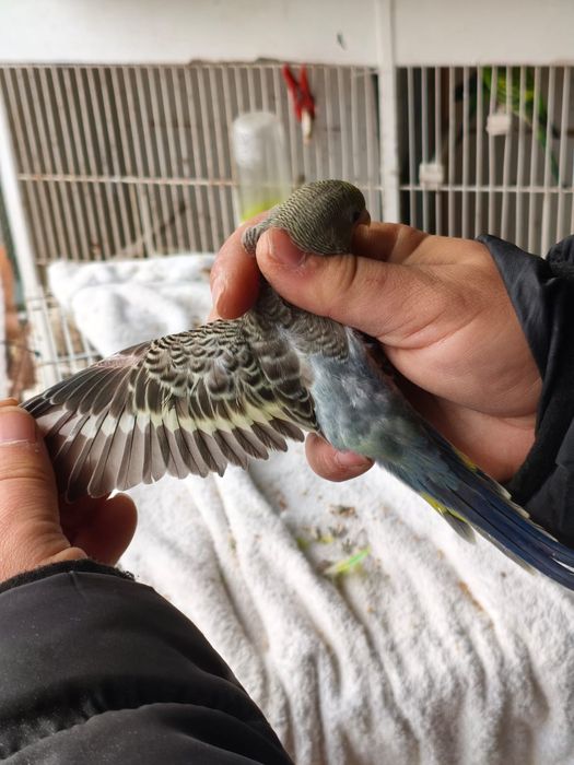Casal de piriquitos arco-íris (irmãos )