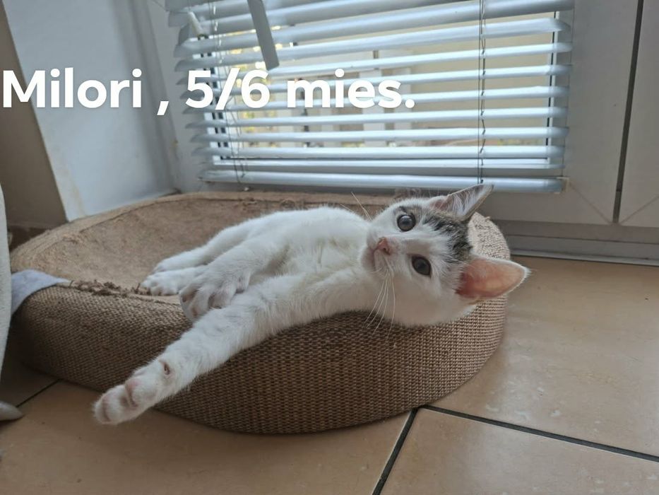 Kocięta szukają domu