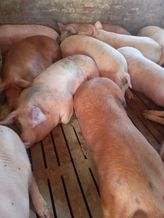 Продам свині живою вагою