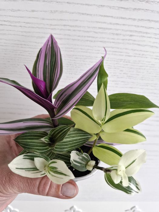 Желідегі жаттығу залындағы порно видеолар