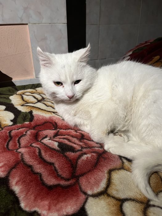 Котик білий домашній