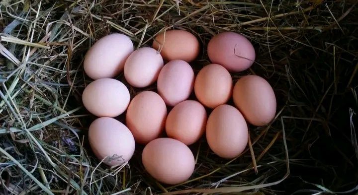 Jajka wiejskie .