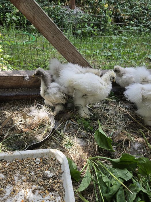 Продам 8 курчат китайської шовкової з квочкоюю