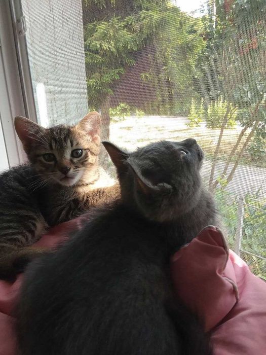 Віддам кошенят у добрі руки
