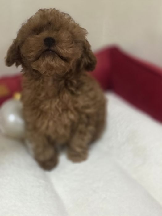 Хлопчик той пудель