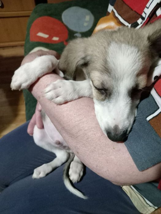 Віддам цуценя у добрі руки
