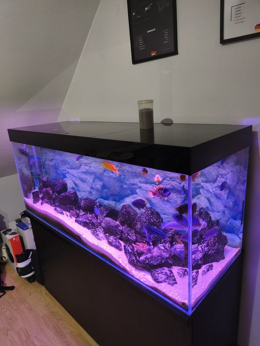 Akwarium Malawi 450l