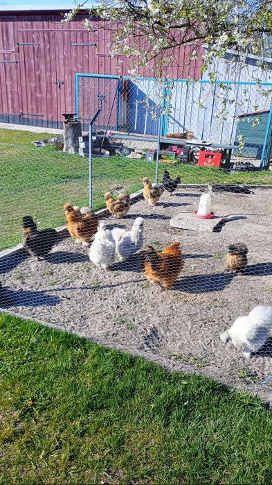 Jaja legowe silki i kohiny 5 zl