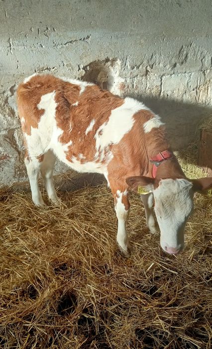 Sprzedam Jałoszki simental