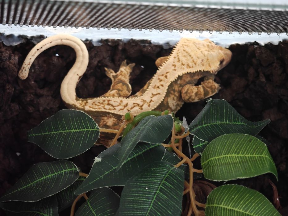 Gekon orzęsiony samica