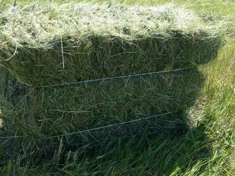 Продам сіно тюковане та не тюковаване з доставкою.,солома.