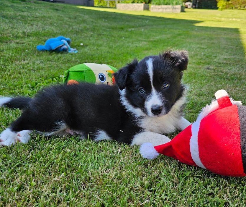 Border collie piesek