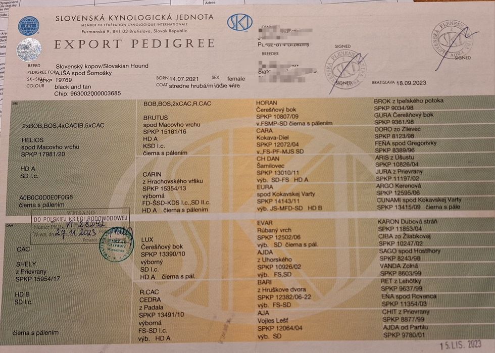 Gończy Słowacki KOPOV ZKwP FCI