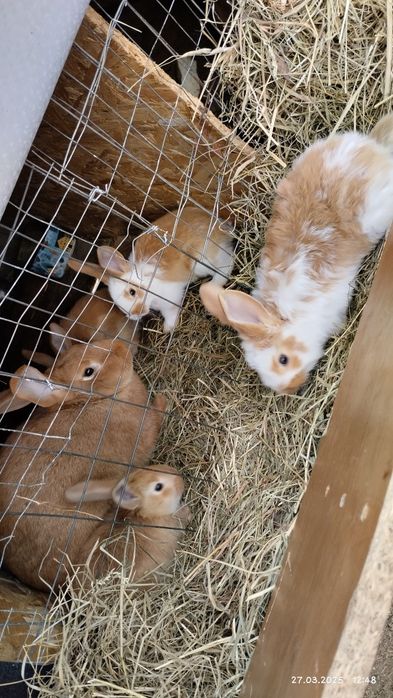 Продається малеча