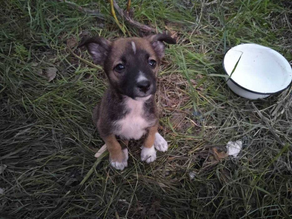 Цуценята в Охтирці Шукають Люблячу Родину