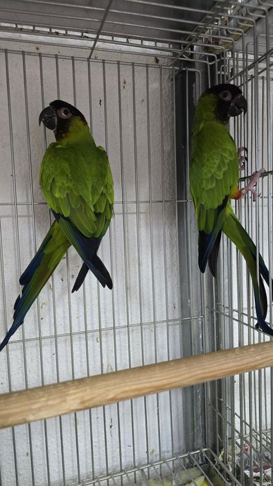 Conures de cabeça preta