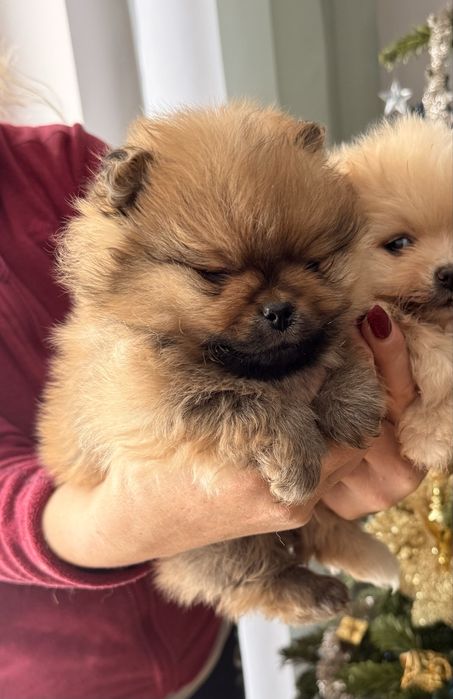 Piesek pomeranian orange typ misia