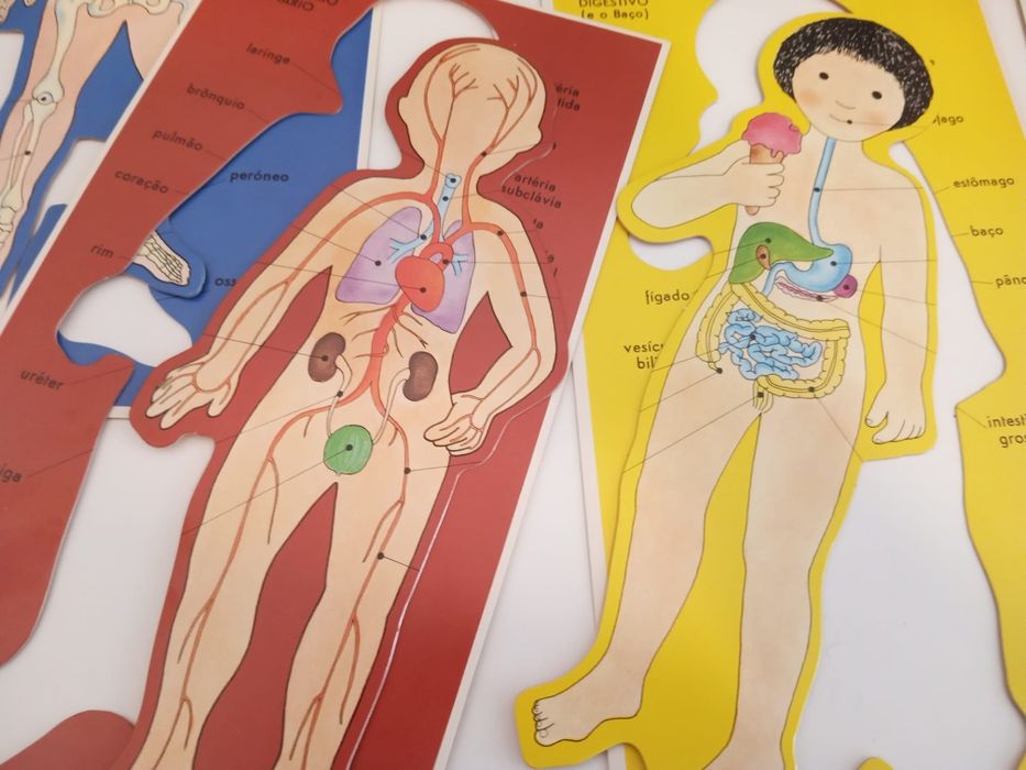 Jogo de Anatomia, antigo 1981,  Majora