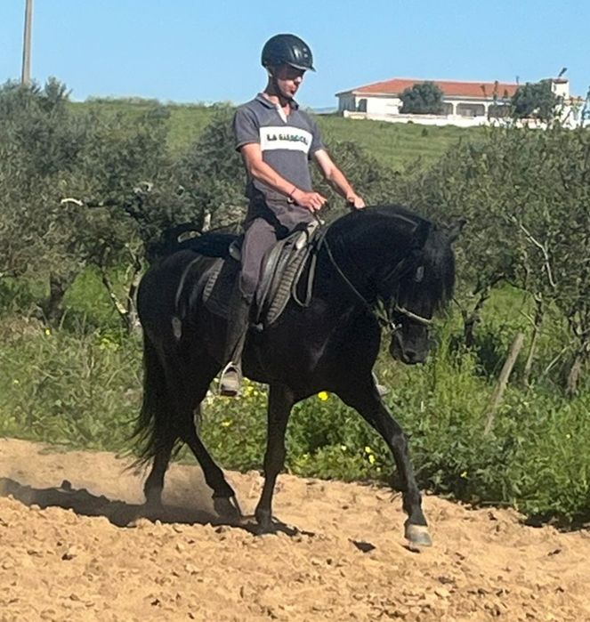 Cavalo lusitano ferro Ortigão Costa