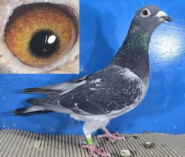 Gołąbek Rozpłodowy Samiczka