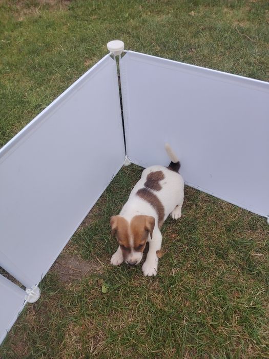 Jack Russell terrier szczenię