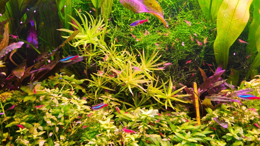 Heteranthera zosterifolia