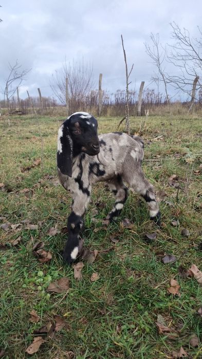 Англо-нубійські 100% кози