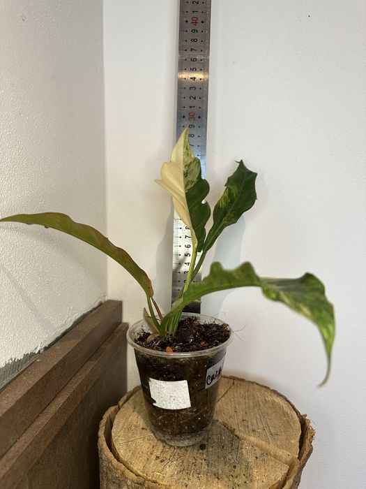 Філодендрон Philodendron  Філодендрон Caramel Marble var.