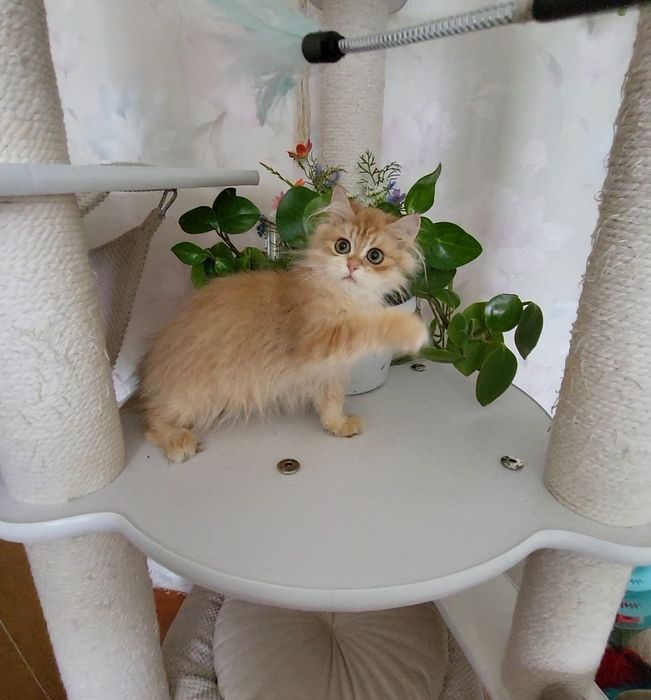 Розпродажа!Золотые   котята.