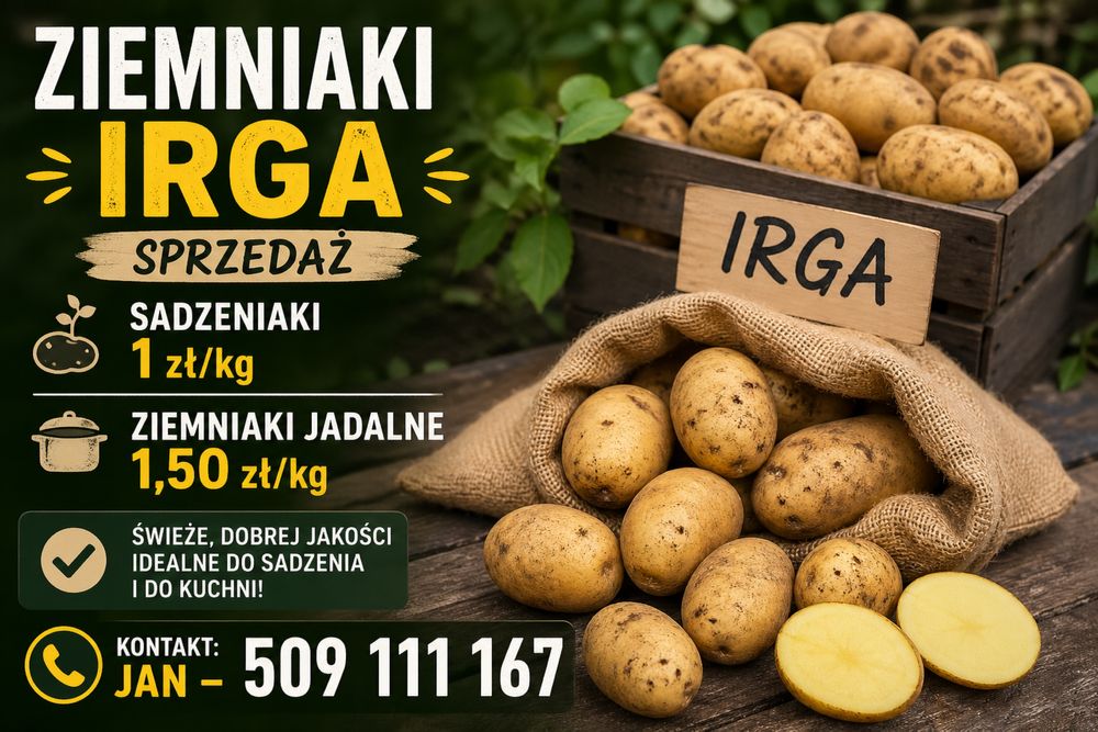 Ziemniaki Irga ( białe) sprzedaż
