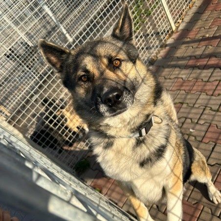Helios, pies  szuka odpowiedzialnego opiekuna