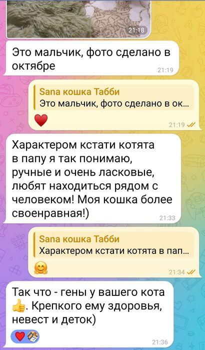 Шотландский вислоухий - ВЯЗКА