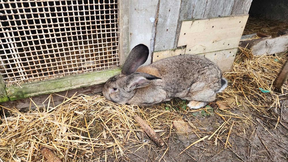 Olbrzym belgijski szary z rodowodem