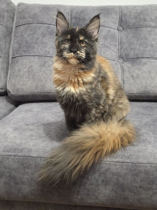 Koteczka Maine Coon FPL