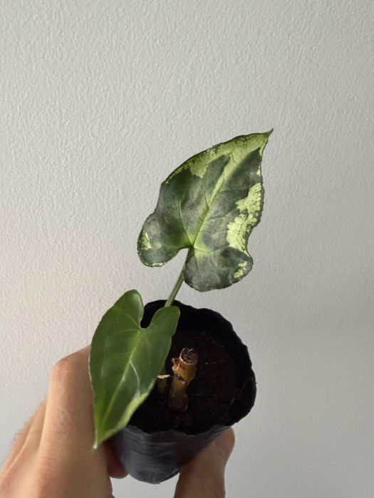 Syngonium variados ( milk confetti, mojito, albo, 3 kings, batik…)