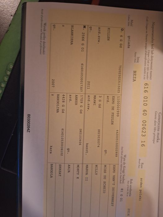 Arden Polski Klacz Baszta