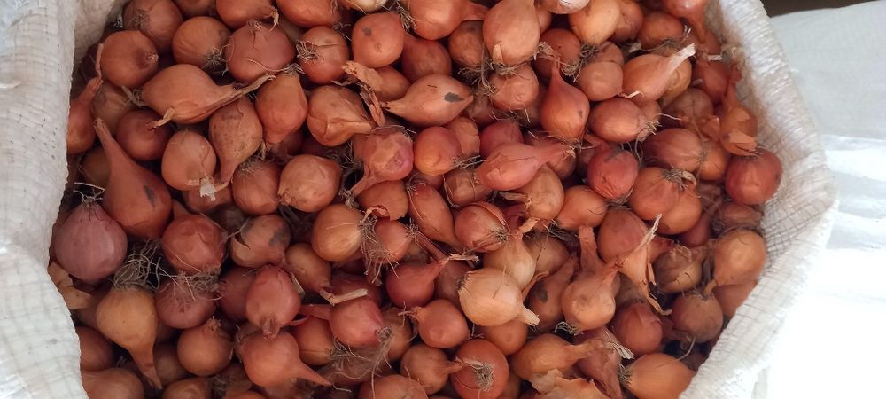 Лук севок тыконка штутгорт дельфин синии белый жолтый