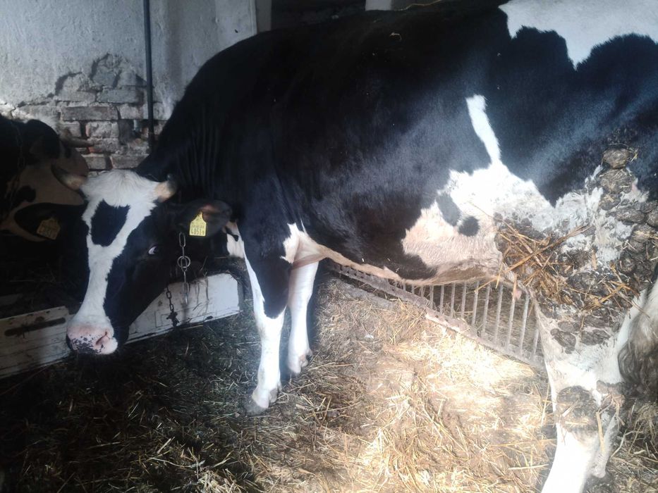 Jałówki wysokocielne mleczne HF