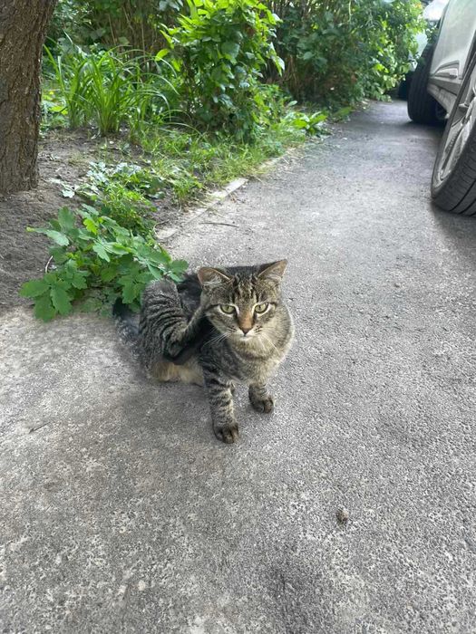 Котиня/кіт/киця/котик/кошеня