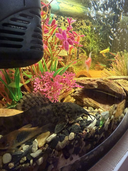 Akwarium kompletne życiem