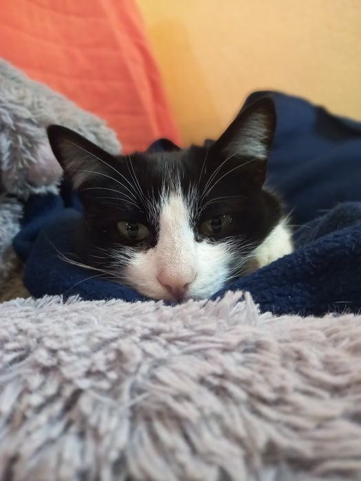 Petsitter/cuidadora de animais
