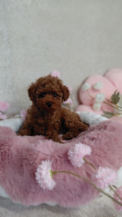 Pudel Toy SUCZKA Red