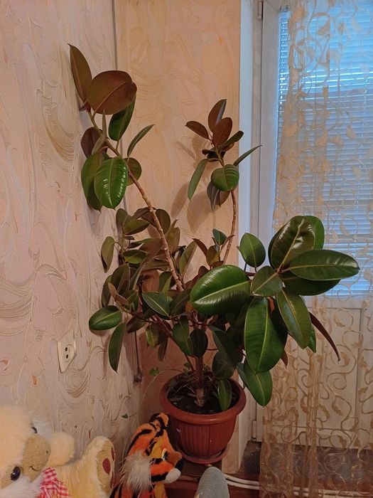 Продам  шикарный фикус.