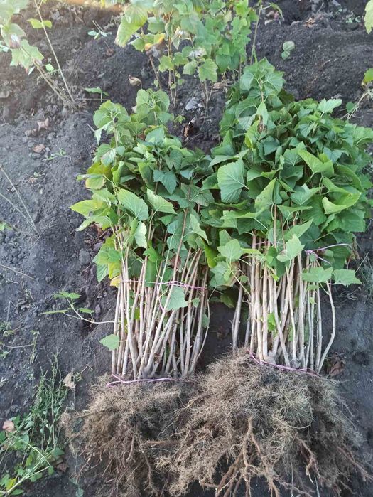 Лаванда. Смородина. Агрус. Великі, гарні кущі.