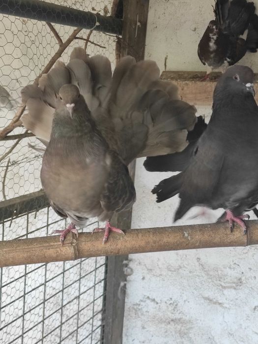 Pombos de leque, machos e fêmeas