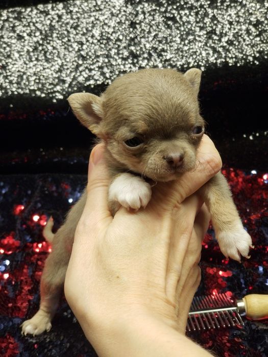 Мини девочка чихуахуа